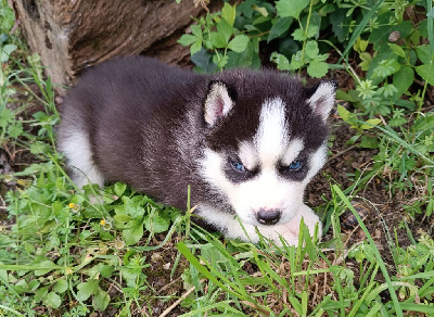 CHIOT 2  Yeux bleus 