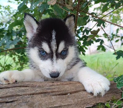 Femelle 1 -- Yeux bleus 