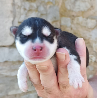 Blue Escape - Siberian Husky - Portée née le 10/09/2023