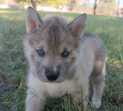 Blue Escape - Siberian Husky - Portée née le 04/09/2023