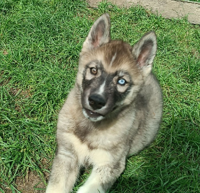 Blue Escape - Siberian Husky - Portée née le 10/05/2024