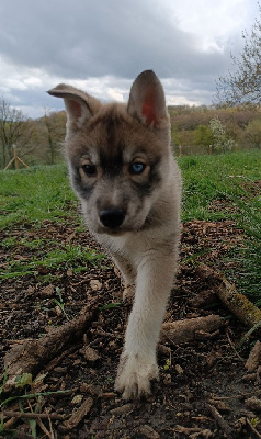 Blue Escape - Siberian Husky - Portée née le 24/02/2023