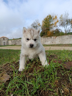 Blue Escape - Siberian Husky - Portée née le 21/10/2022