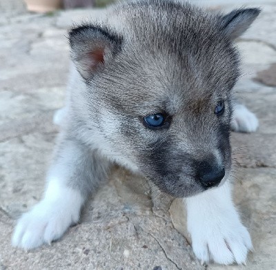 Femelle. Yeux bleus.