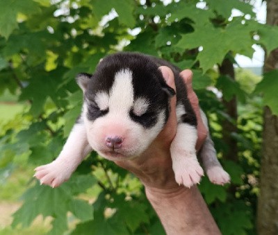 CHIOT 2  Yeux bleus 