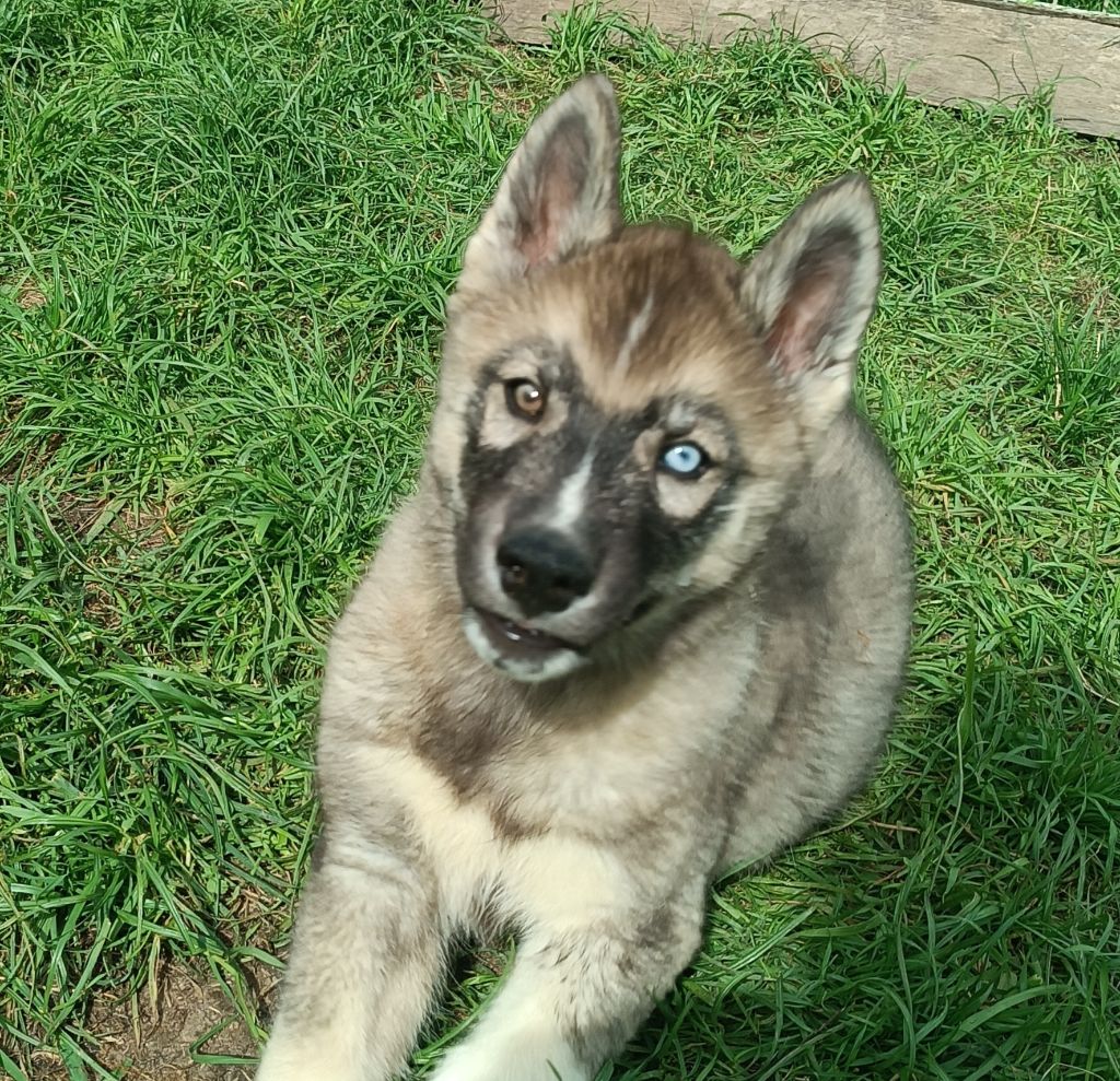 chiot Siberian Husky Blue Escape