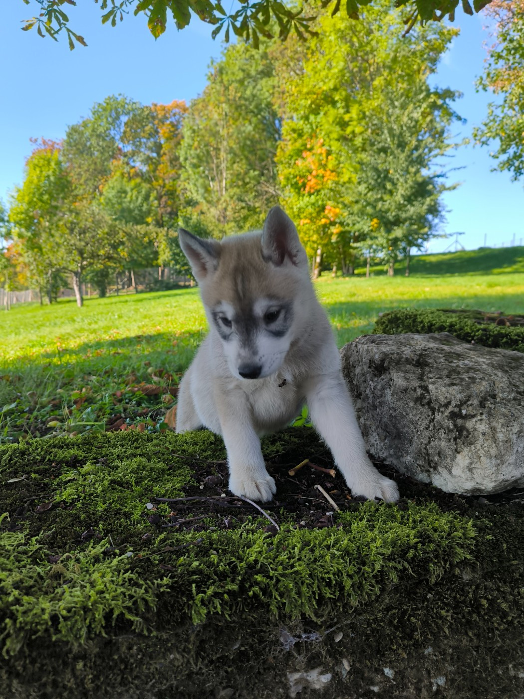 Blue Escape - Chiots disponibles - Siberian Husky