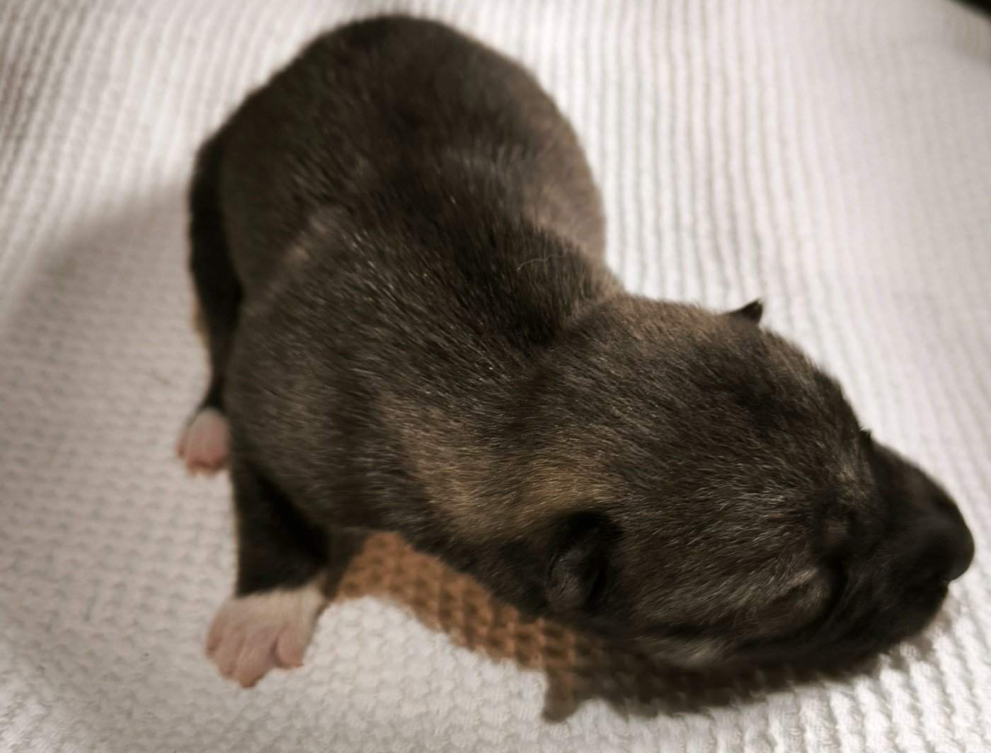 Blue Escape - Chiots disponibles - Siberian Husky