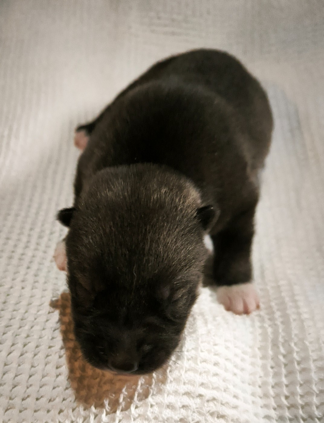 Blue Escape - Chiots disponibles - Siberian Husky