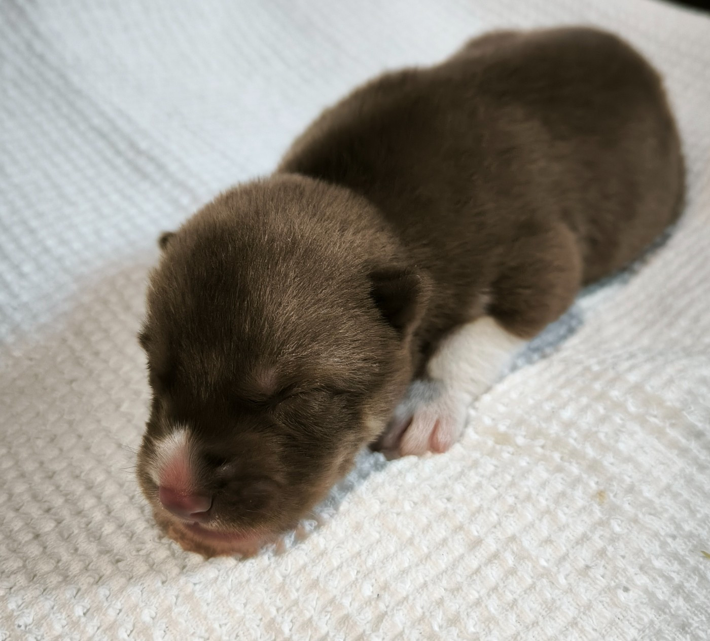 Blue Escape - Chiots disponibles - Siberian Husky