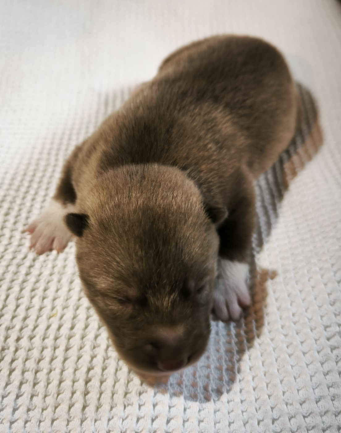 Blue Escape - Chiots disponibles - Siberian Husky