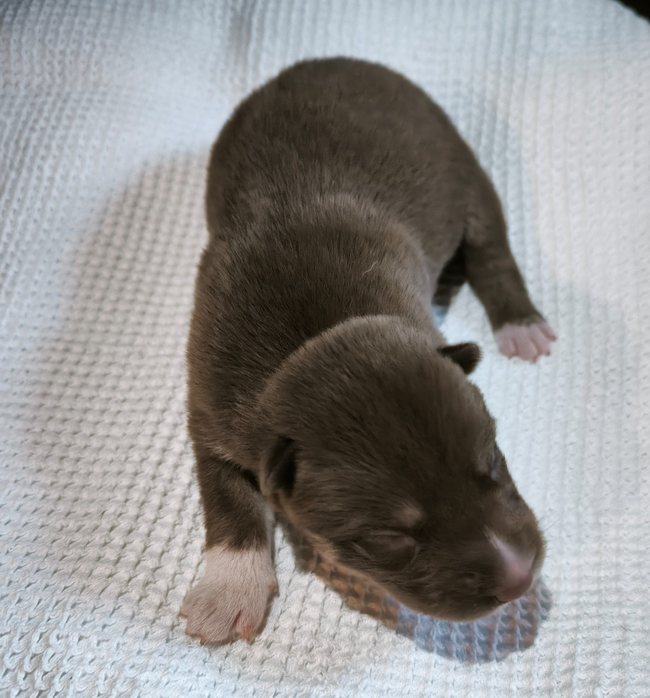 Blue Escape - Chiots disponibles - Siberian Husky