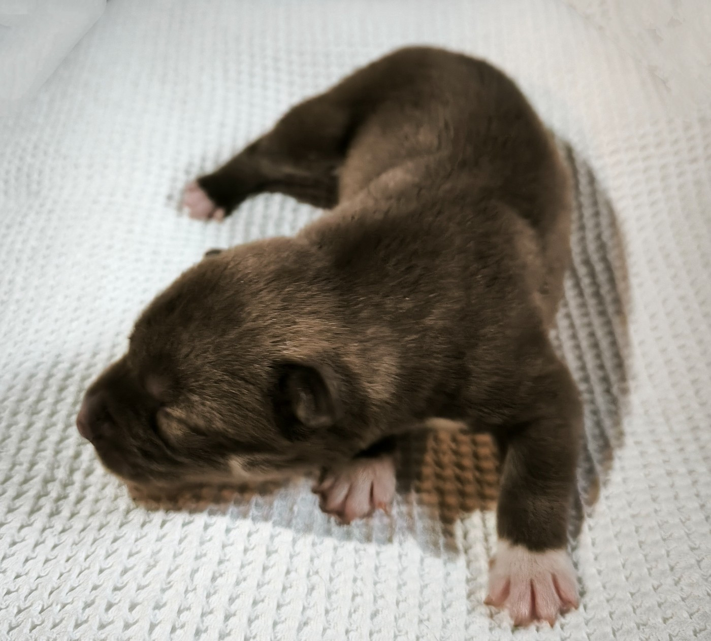 Blue Escape - Chiots disponibles - Siberian Husky