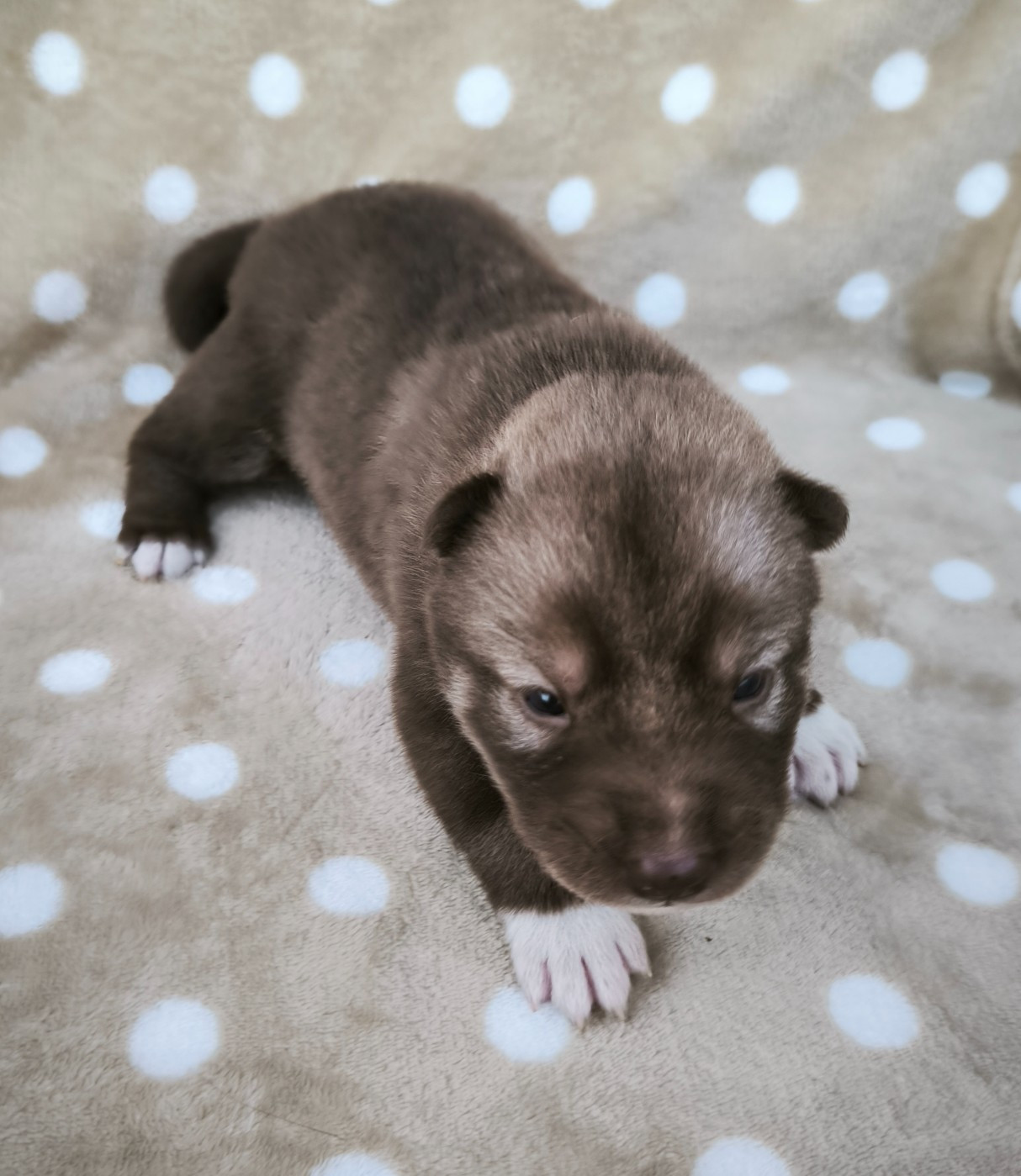 Blue Escape - Chiots disponibles - Siberian Husky