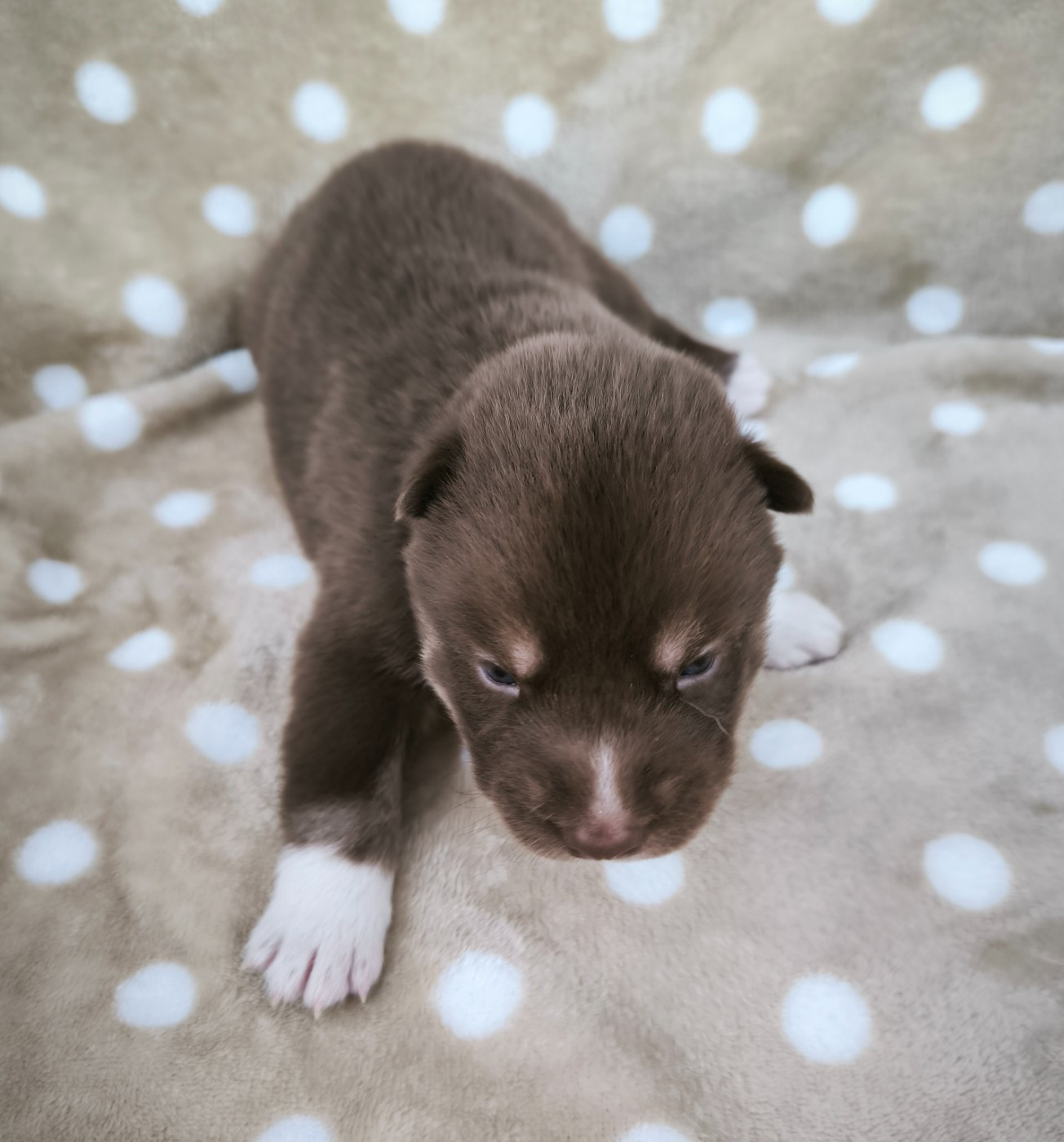 Blue Escape - Chiots disponibles - Siberian Husky
