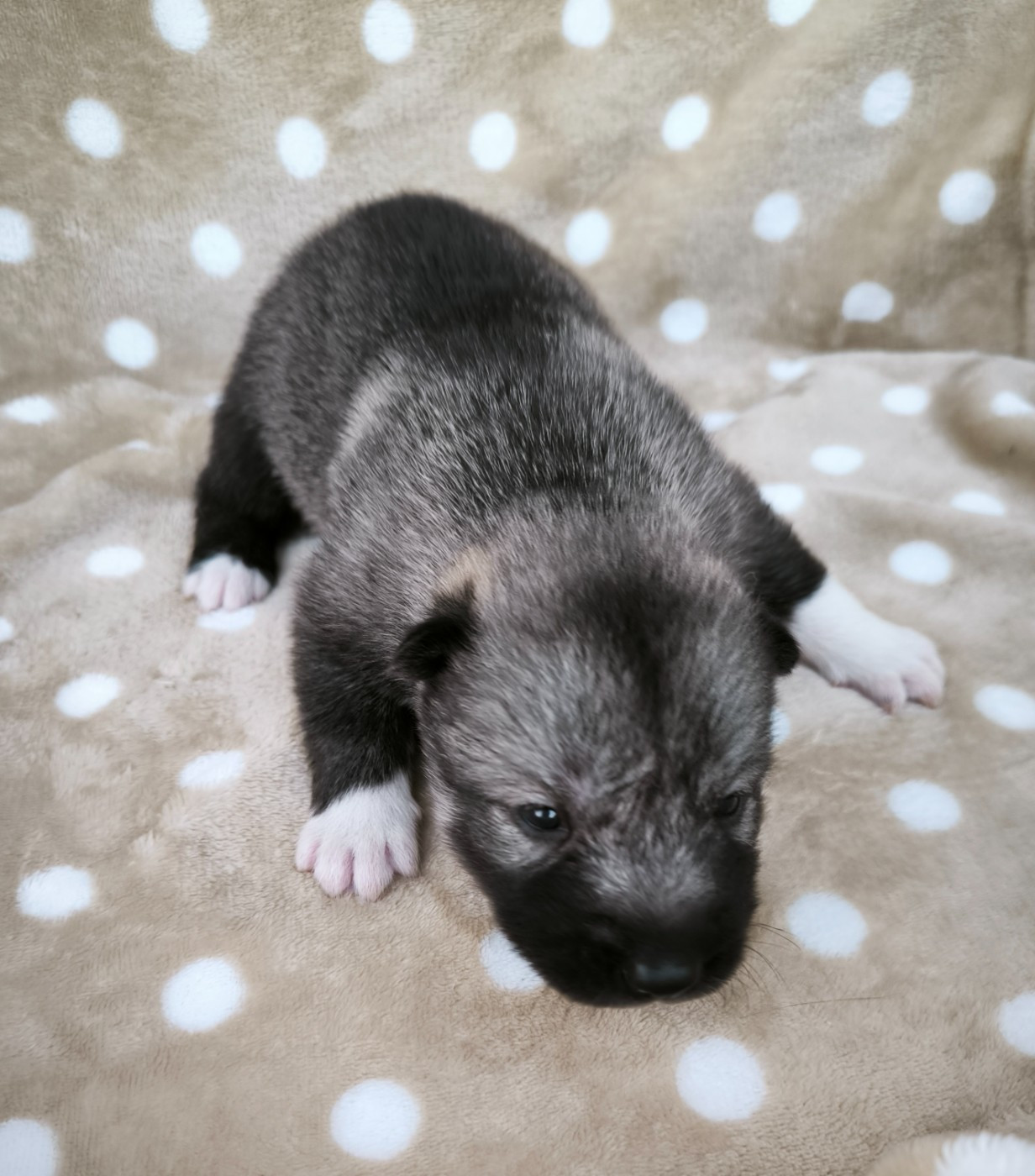 Blue Escape - Chiots disponibles - Siberian Husky