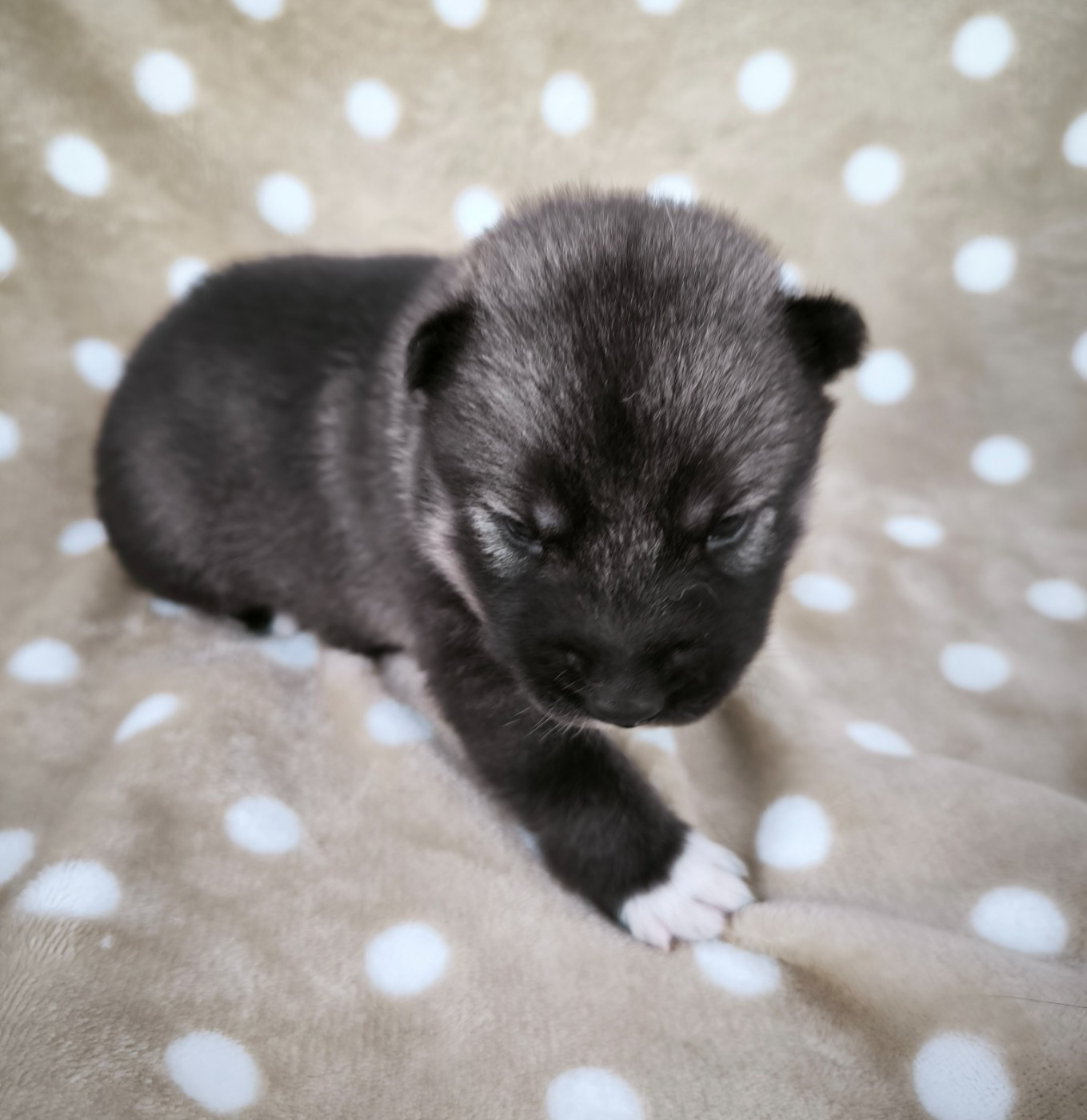 Blue Escape - Chiots disponibles - Siberian Husky