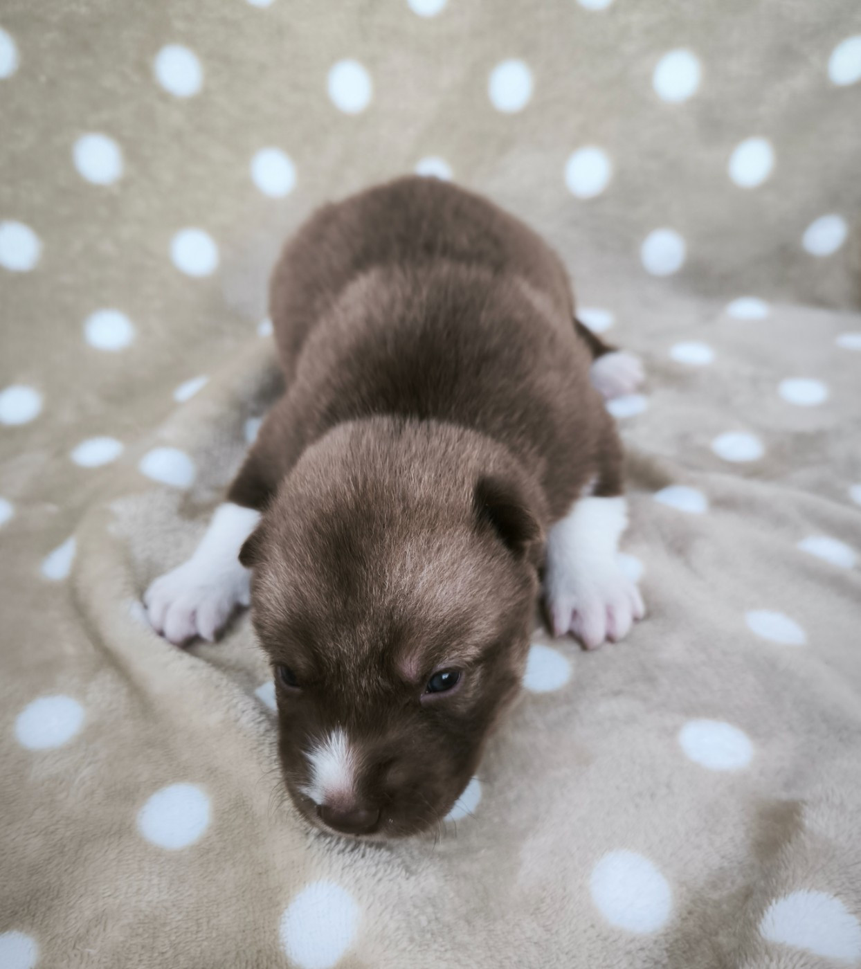 Blue Escape - Chiots disponibles - Siberian Husky