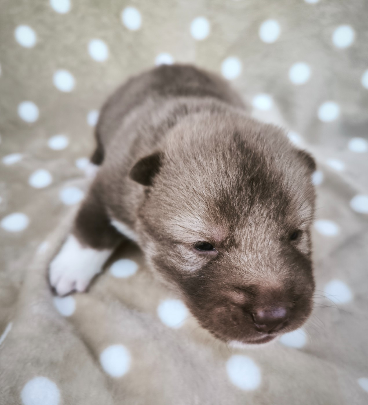 Blue Escape - Chiots disponibles - Siberian Husky