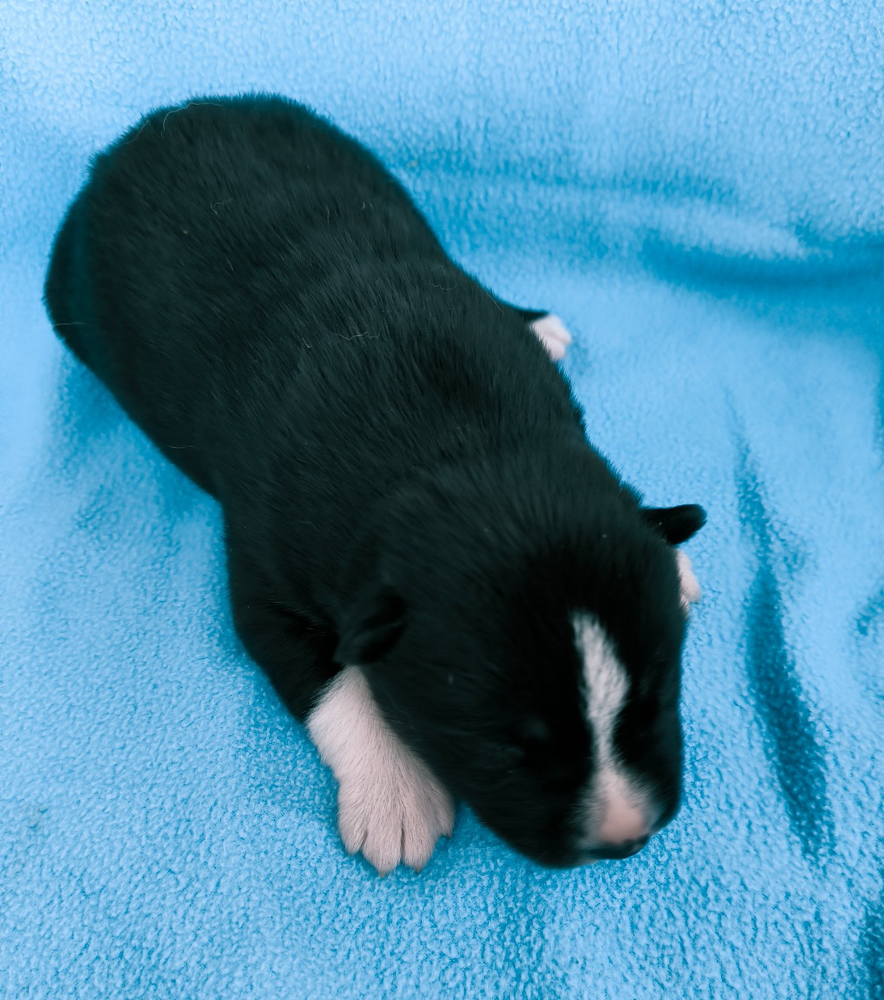 Blue Escape - Chiots disponibles - Siberian Husky