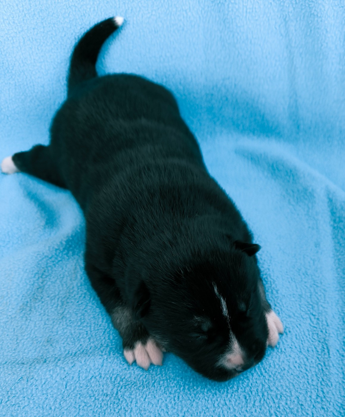 Blue Escape - Chiots disponibles - Siberian Husky