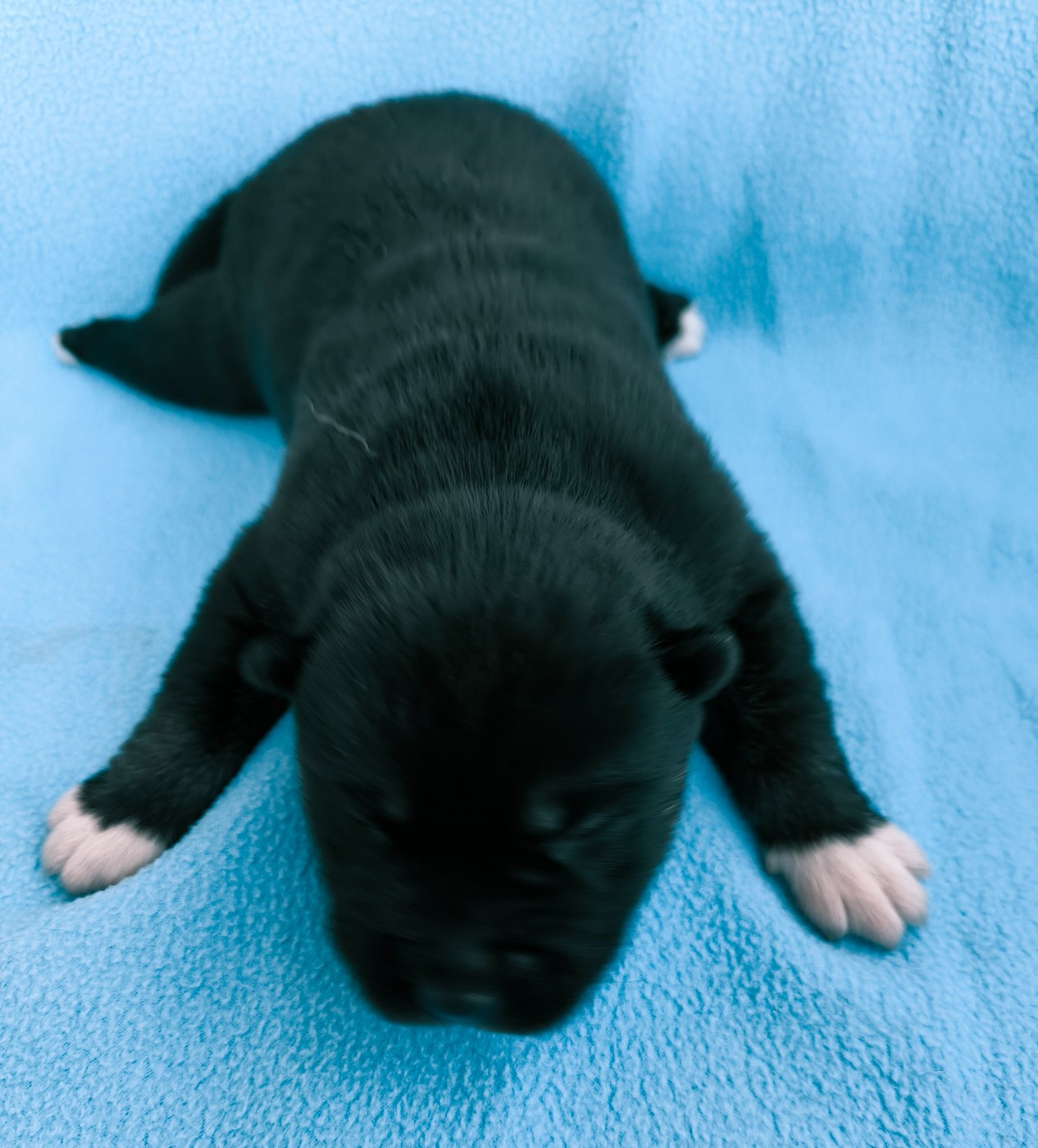 Blue Escape - Chiots disponibles - Siberian Husky