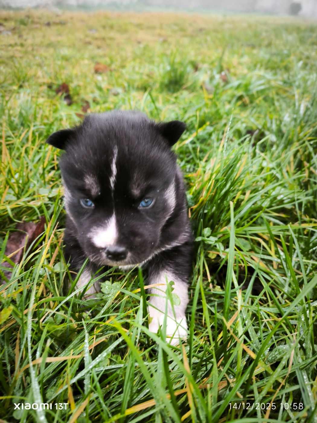 Blue Escape - Chiots disponibles - Siberian Husky