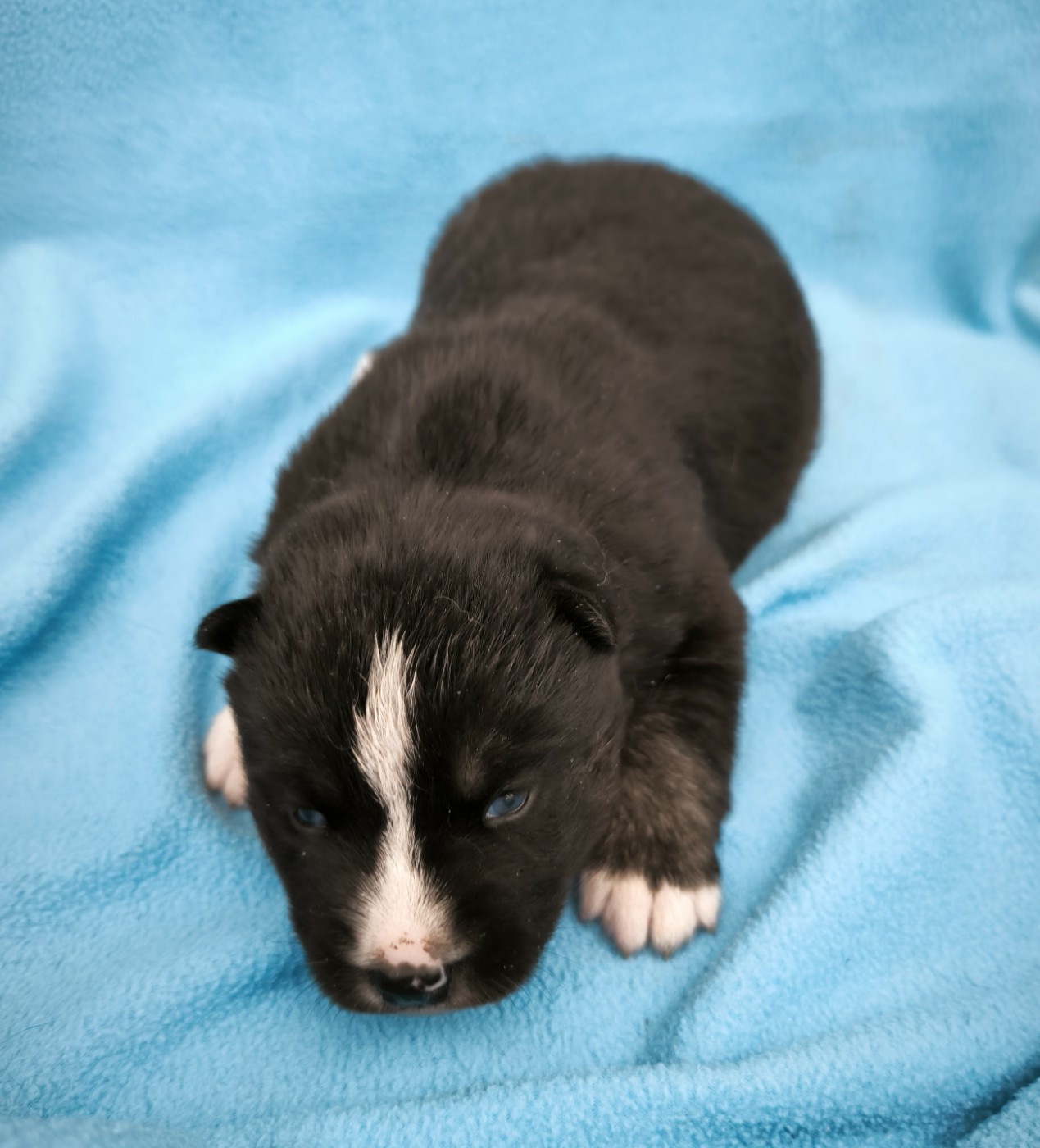 Blue Escape - Chiots disponibles - Siberian Husky