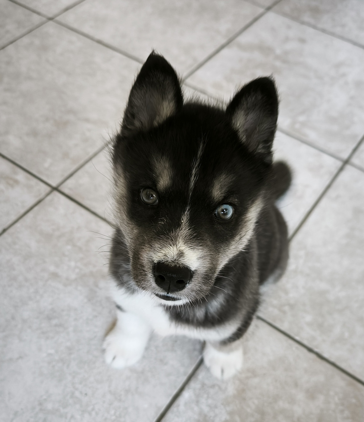 Blue Escape - Chiots disponibles - Siberian Husky