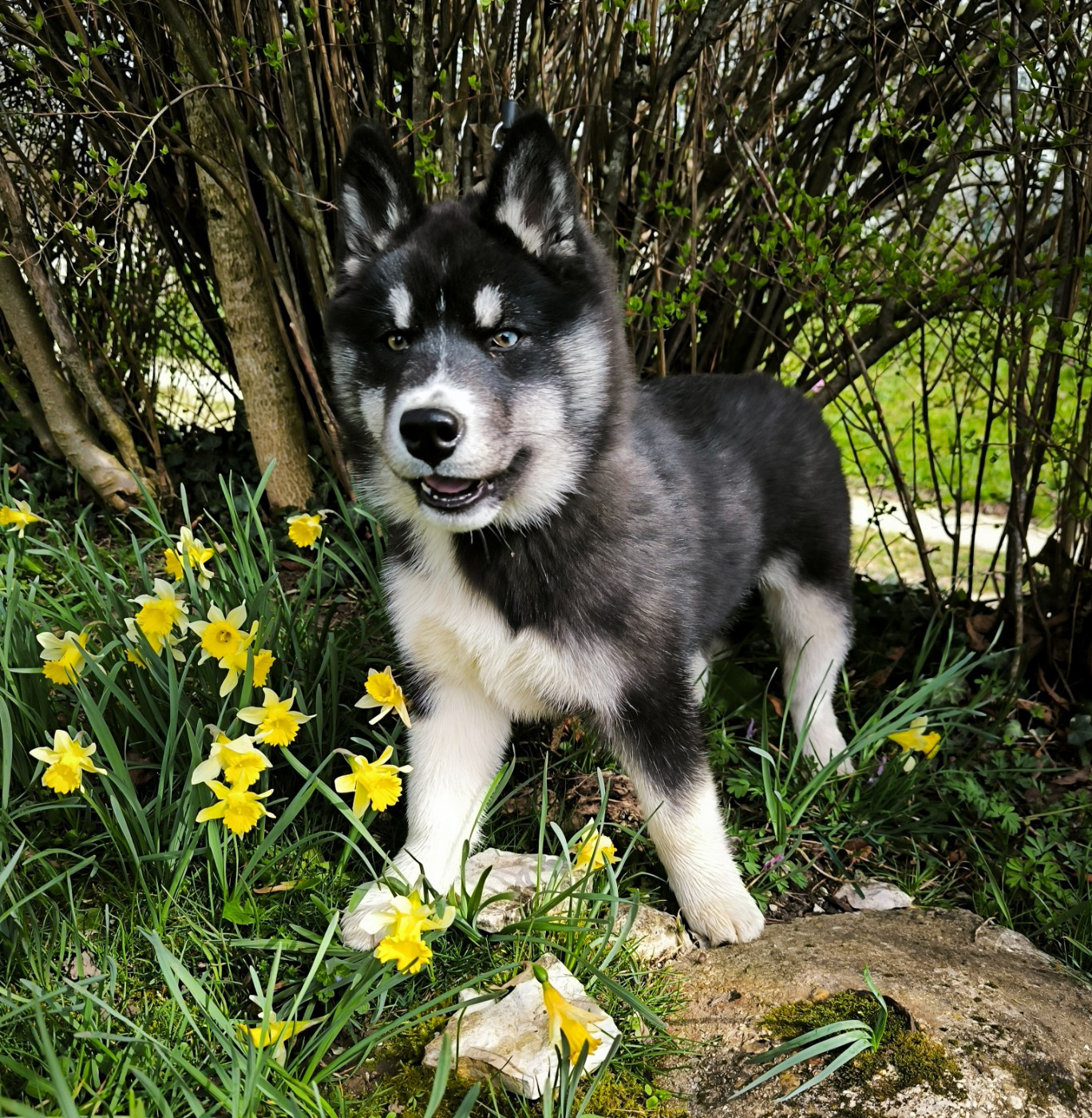 Blue Escape - Chiots disponibles - Siberian Husky