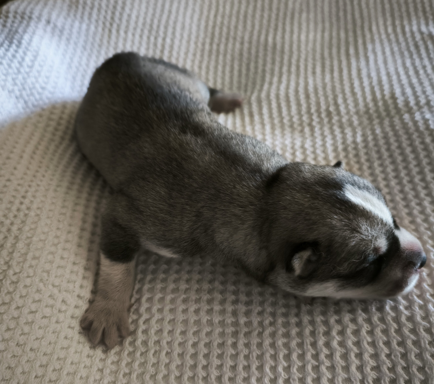 Blue Escape - Chiots disponibles - Siberian Husky