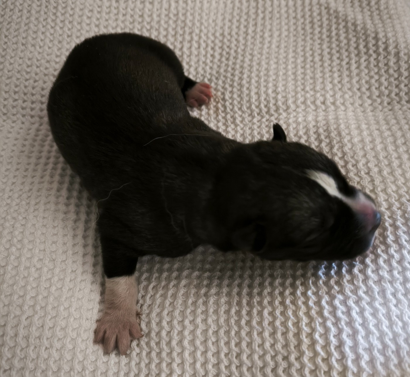 Blue Escape - Chiots disponibles - Siberian Husky