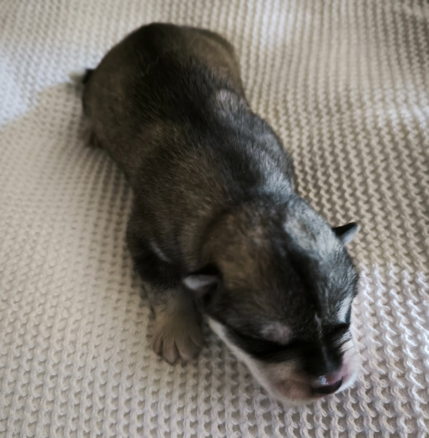 Blue Escape - Chiots disponibles - Siberian Husky