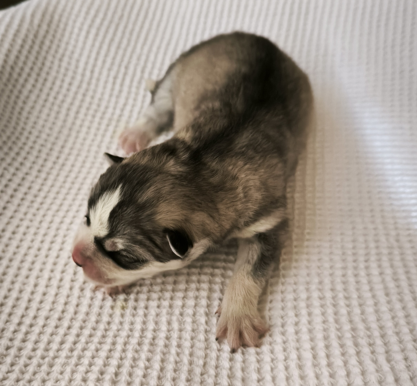 Blue Escape - Chiots disponibles - Siberian Husky