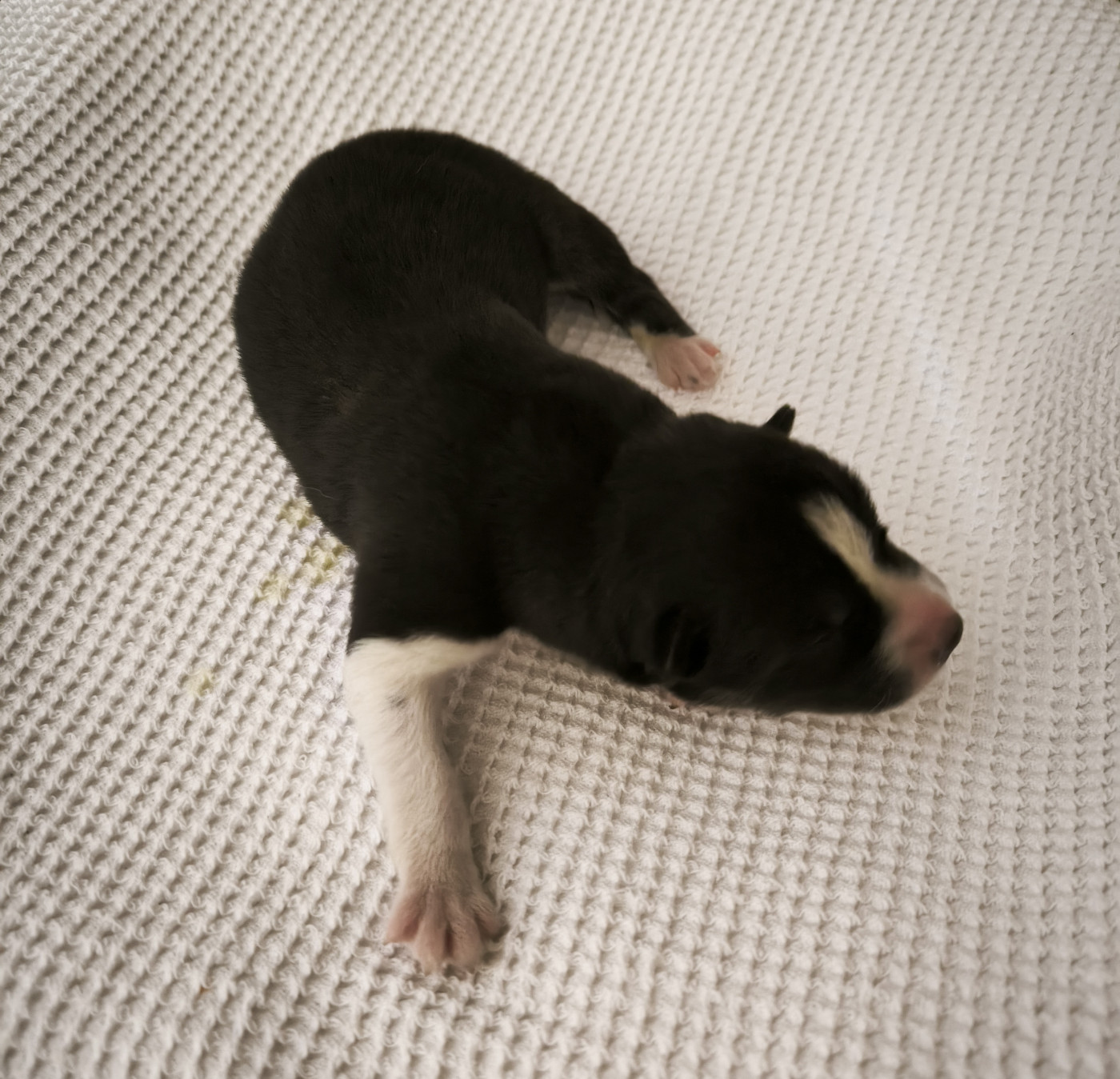 Blue Escape - Chiots disponibles - Siberian Husky