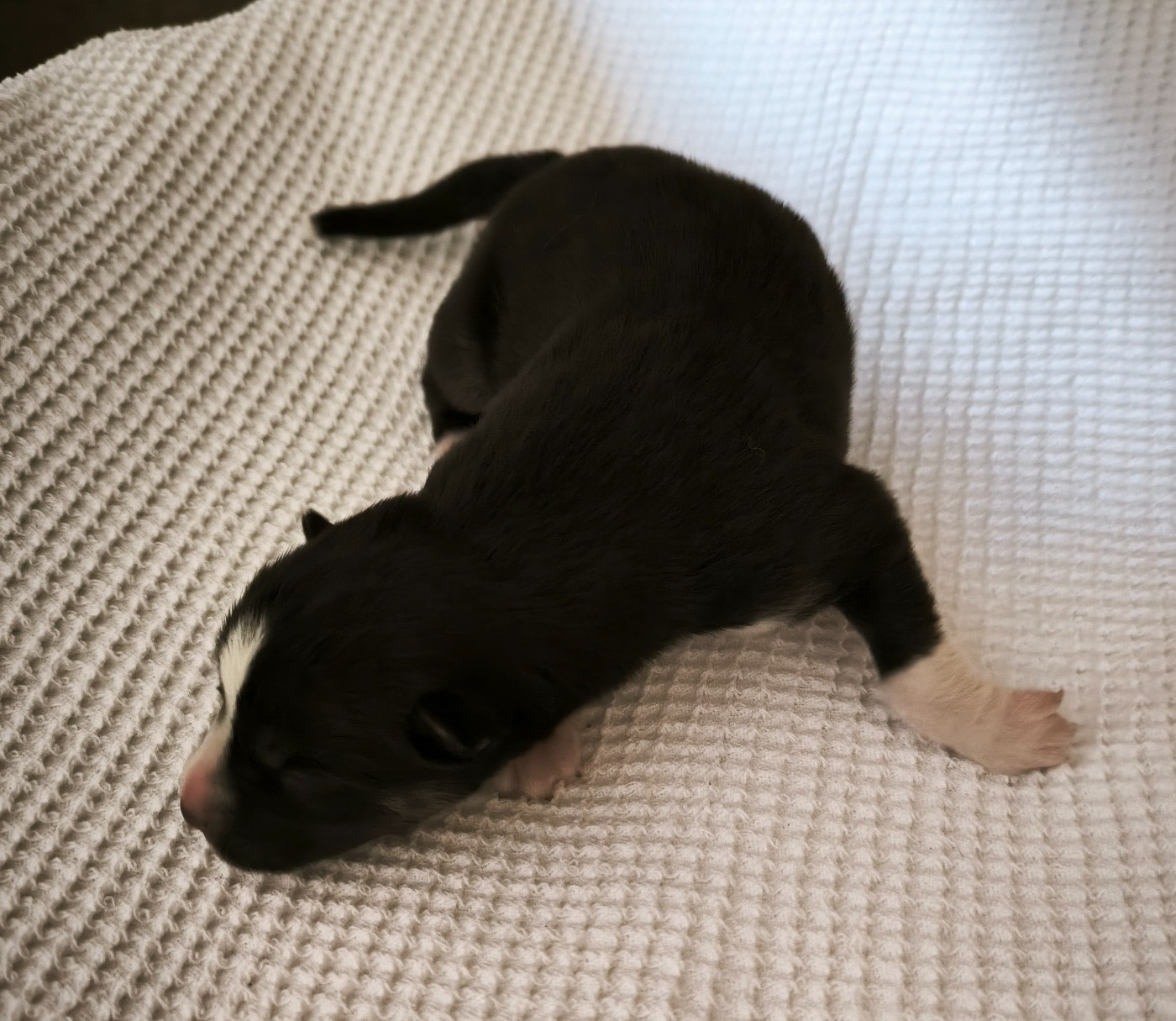 Blue Escape - Chiots disponibles - Siberian Husky
