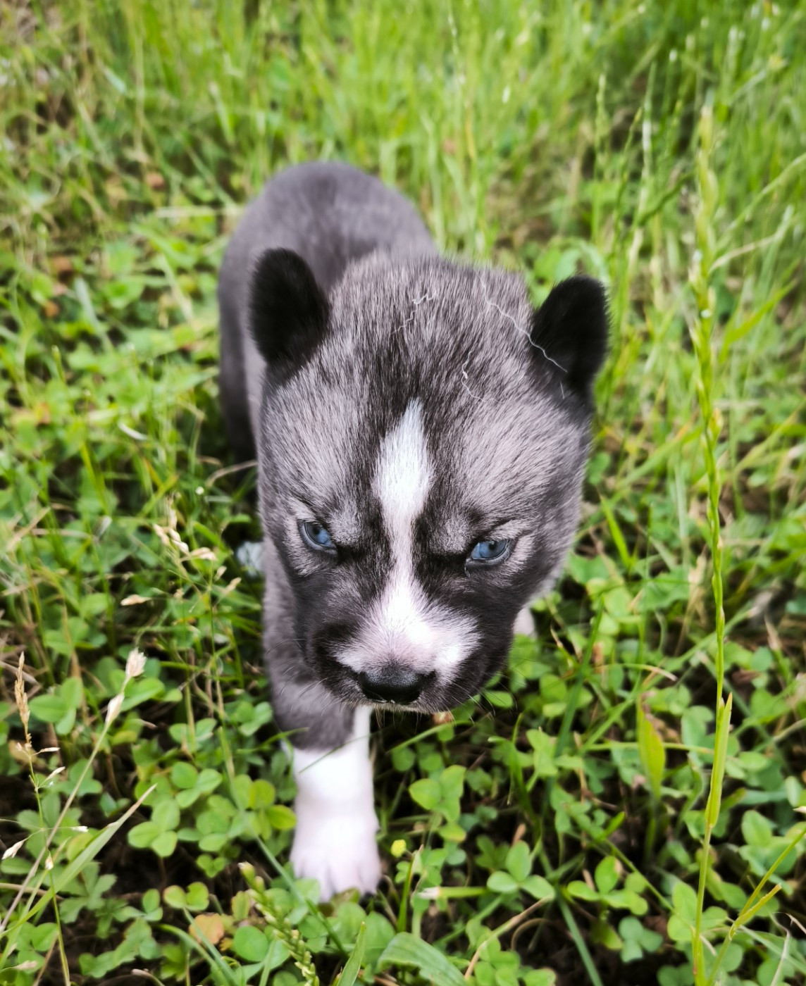 Blue Escape - Chiots disponibles - Siberian Husky