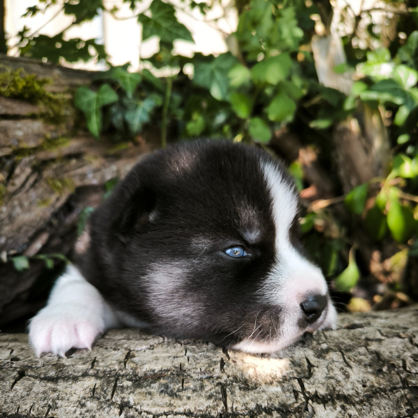 Blue Escape - Chiots disponibles - Siberian Husky