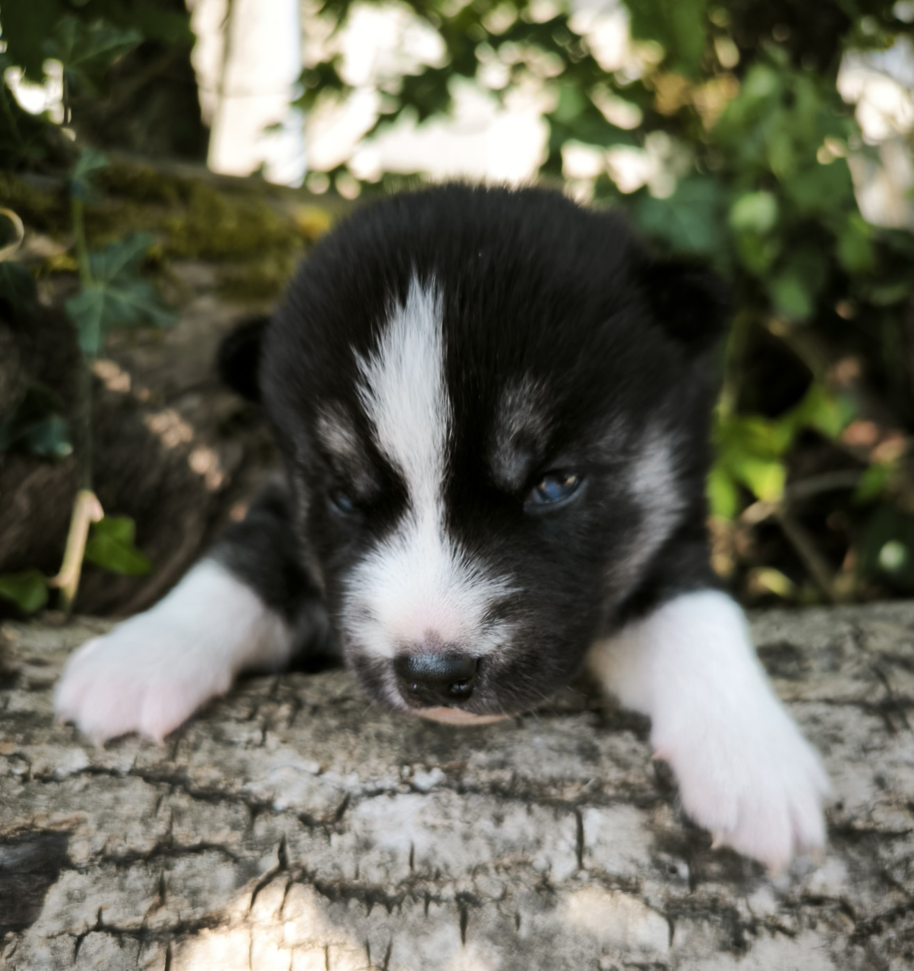 Blue Escape - Chiots disponibles - Siberian Husky