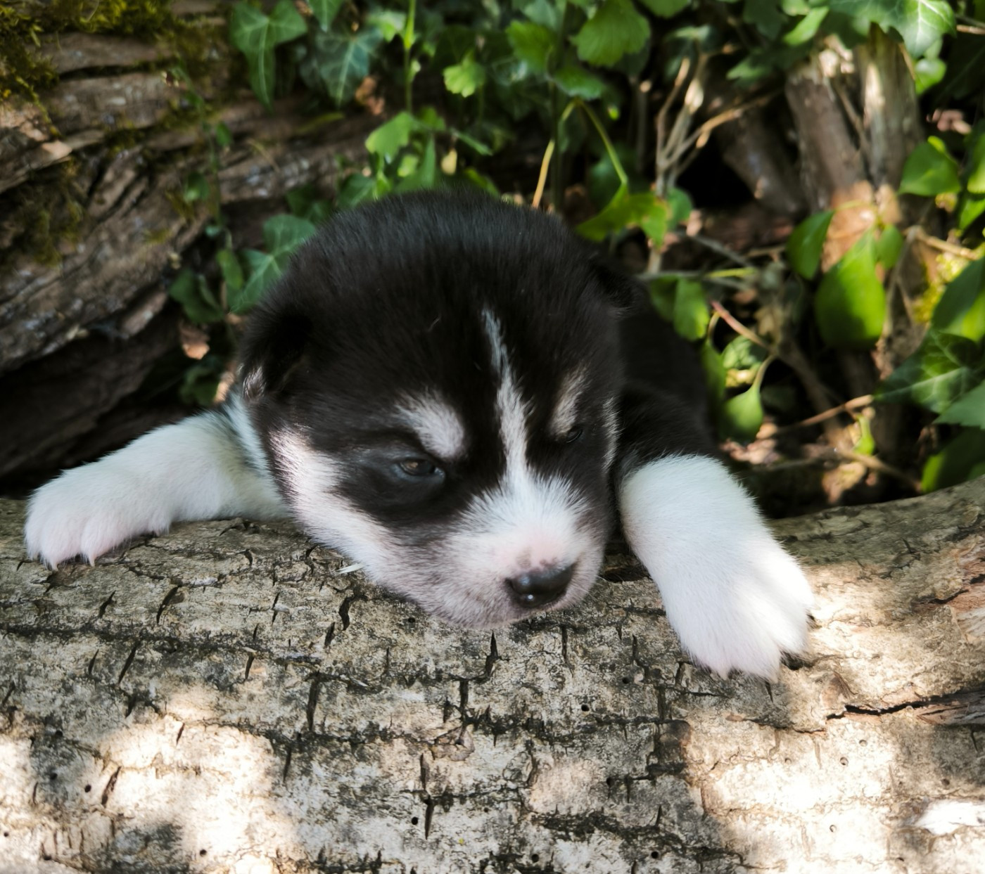 Blue Escape - Chiots disponibles - Siberian Husky