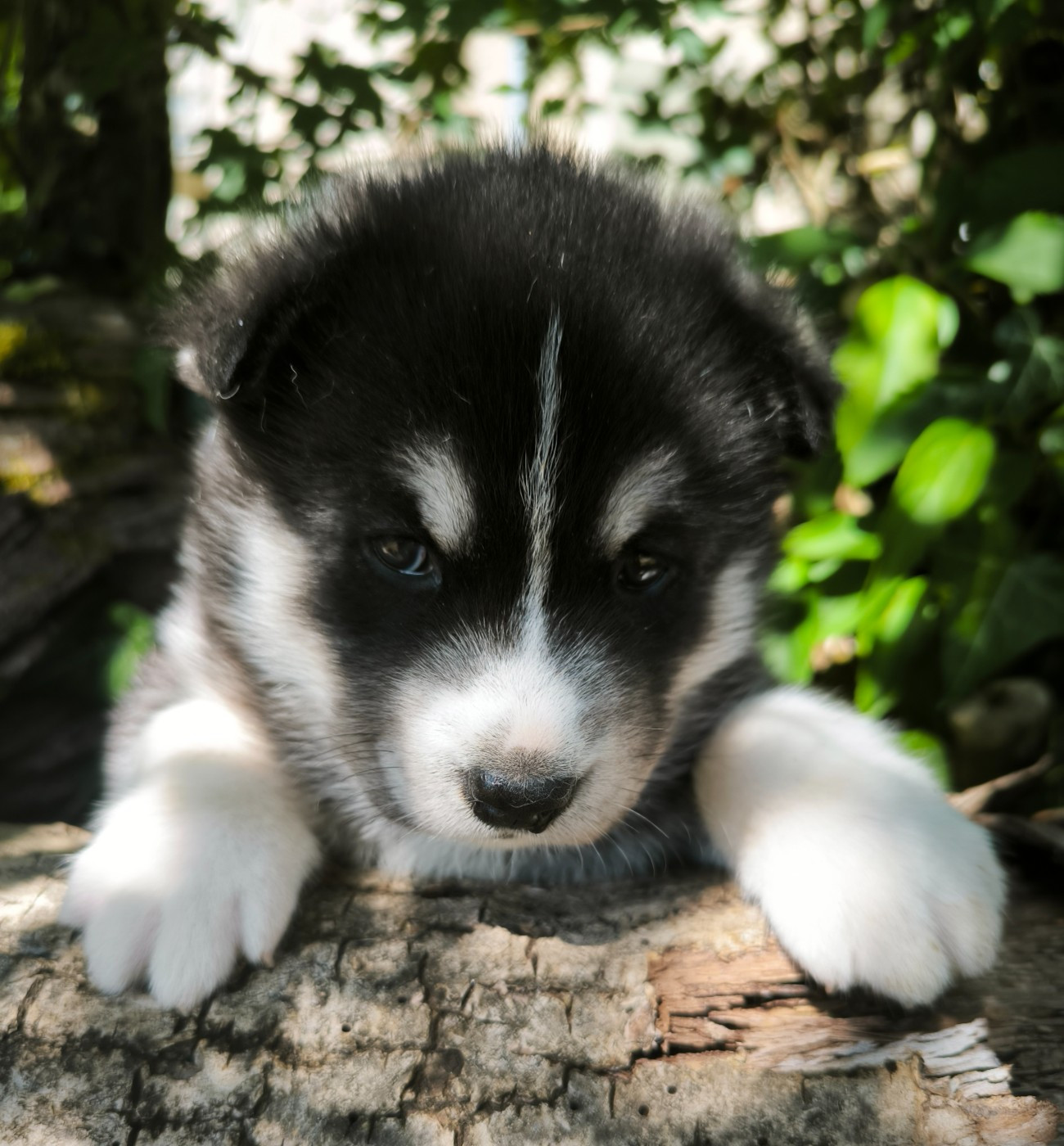 Blue Escape - Chiots disponibles - Siberian Husky
