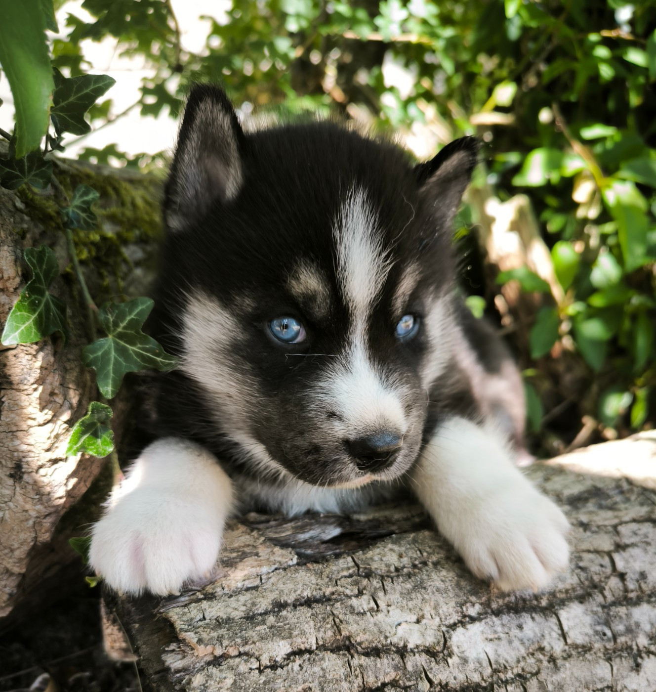 Blue Escape - Chiots disponibles - Siberian Husky