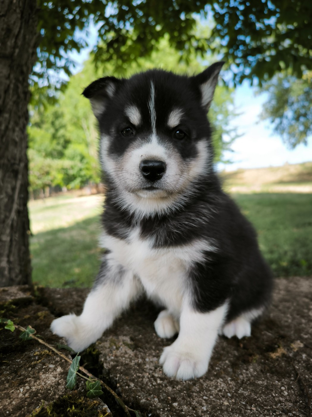 Blue Escape - Chiots disponibles - Siberian Husky