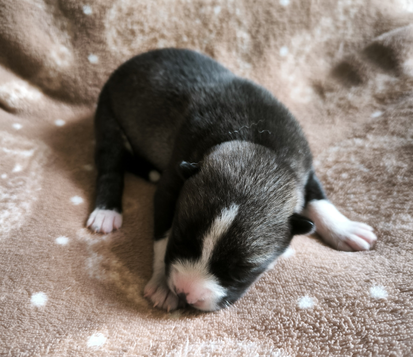 Blue Escape - Chiots disponibles - Siberian Husky