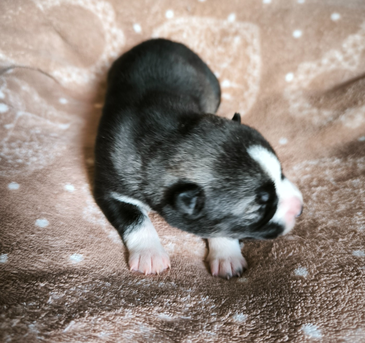 Blue Escape - Chiots disponibles - Siberian Husky