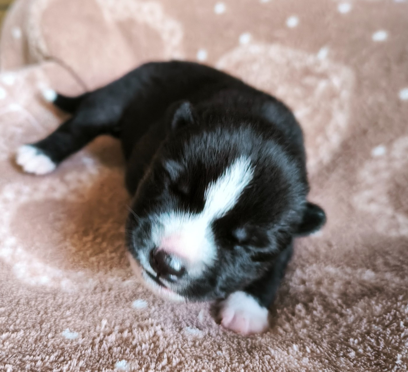 Blue Escape - Chiots disponibles - Siberian Husky