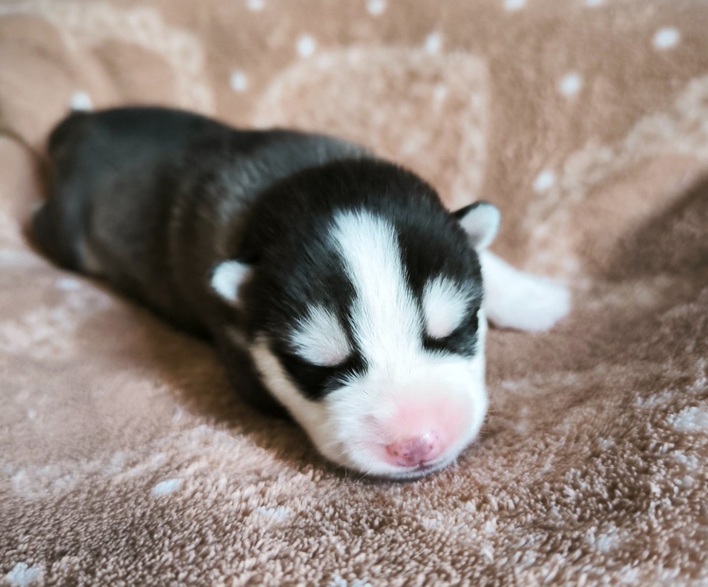 Blue Escape - Chiots disponibles - Siberian Husky
