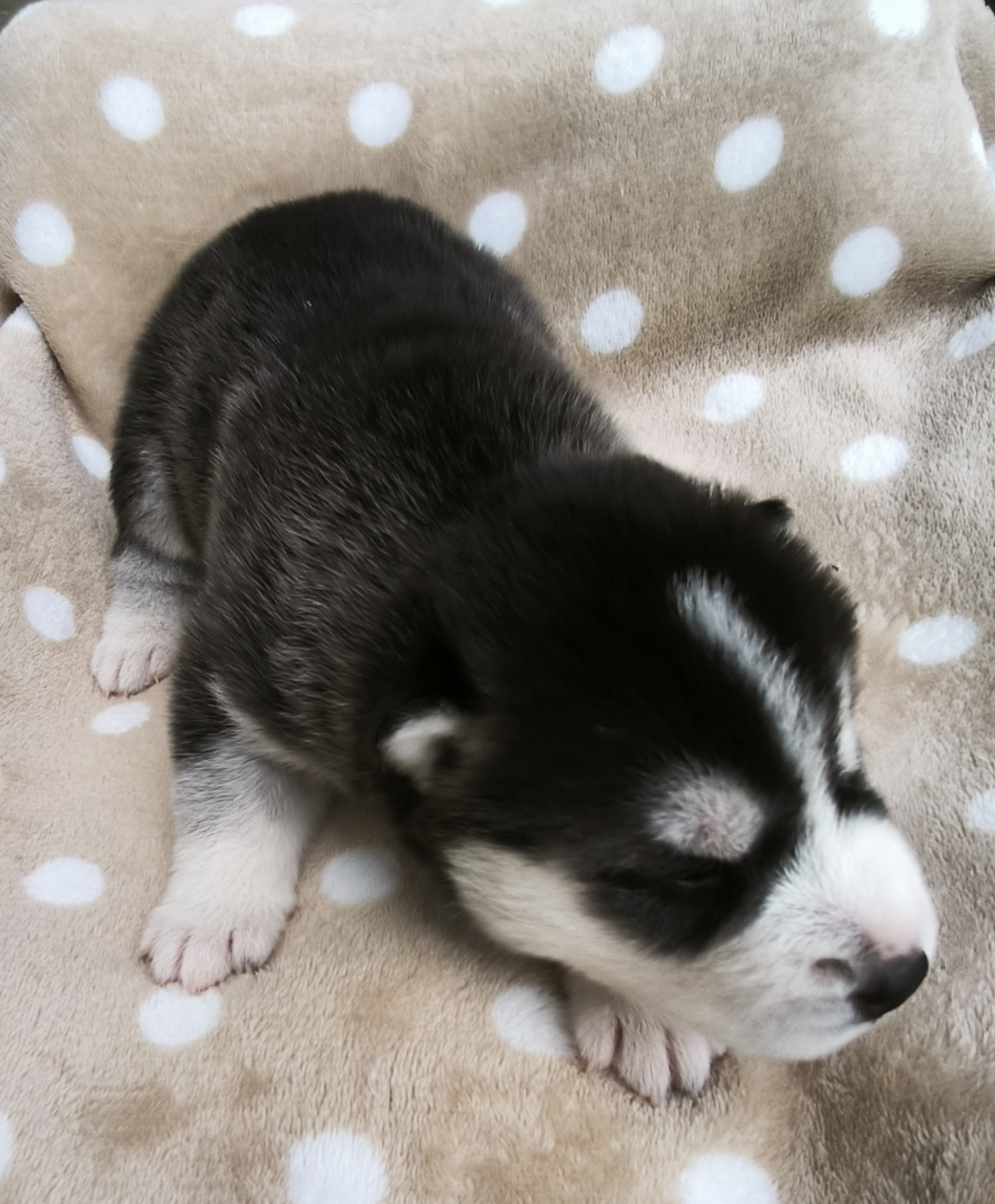 Blue Escape - Chiots disponibles - Siberian Husky