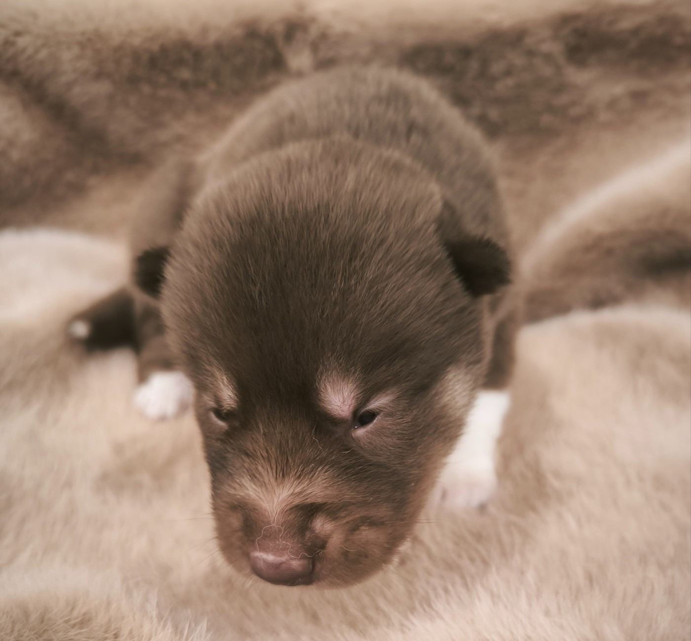 Blue Escape - Chiots disponibles - Siberian Husky