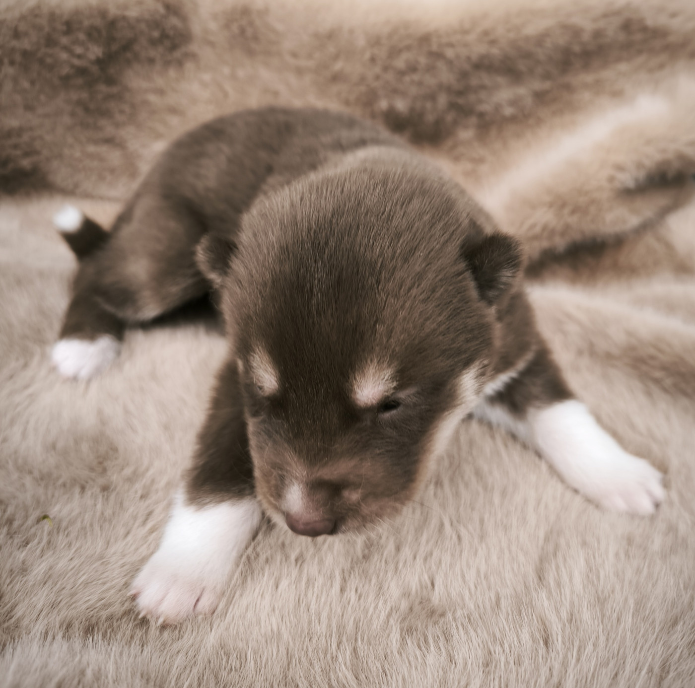 Blue Escape - Chiots disponibles - Siberian Husky